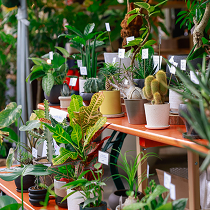 グリーン・サム・マーケット GREEN THUMB MARKET