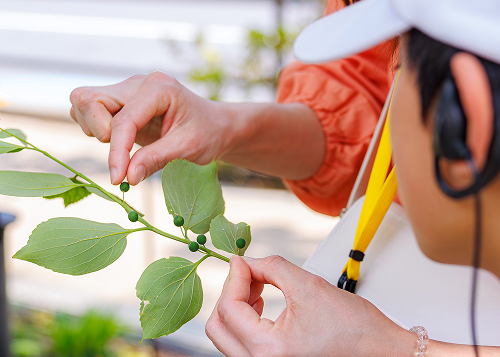 みどりのツアーサブ画像