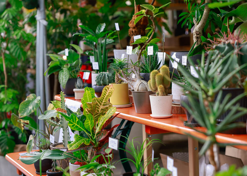 グリーン・サム・マーケット｜10月メイン画像